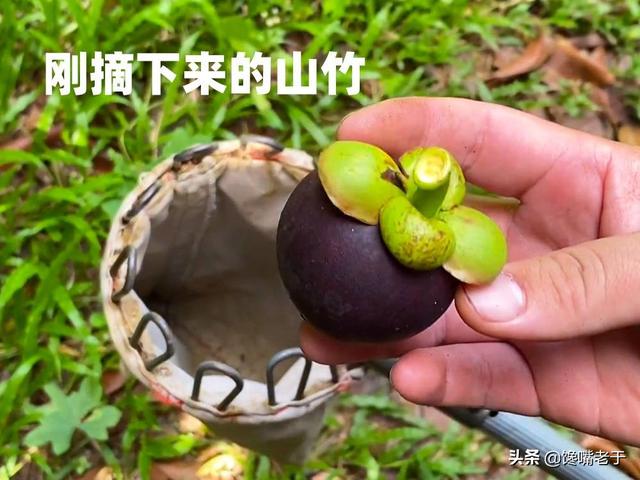 如何挑选山竹 山竹怎么选，如何挑选山竹（肉多无核一挑一个准）