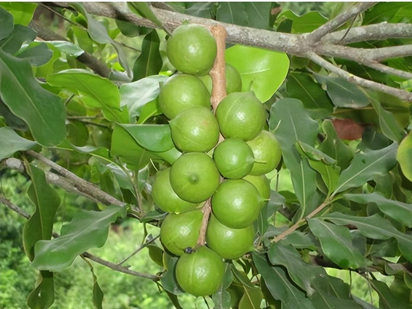夏威夷果长什么样子图片,你不知道的夏威夷果-相术-荣耀易学