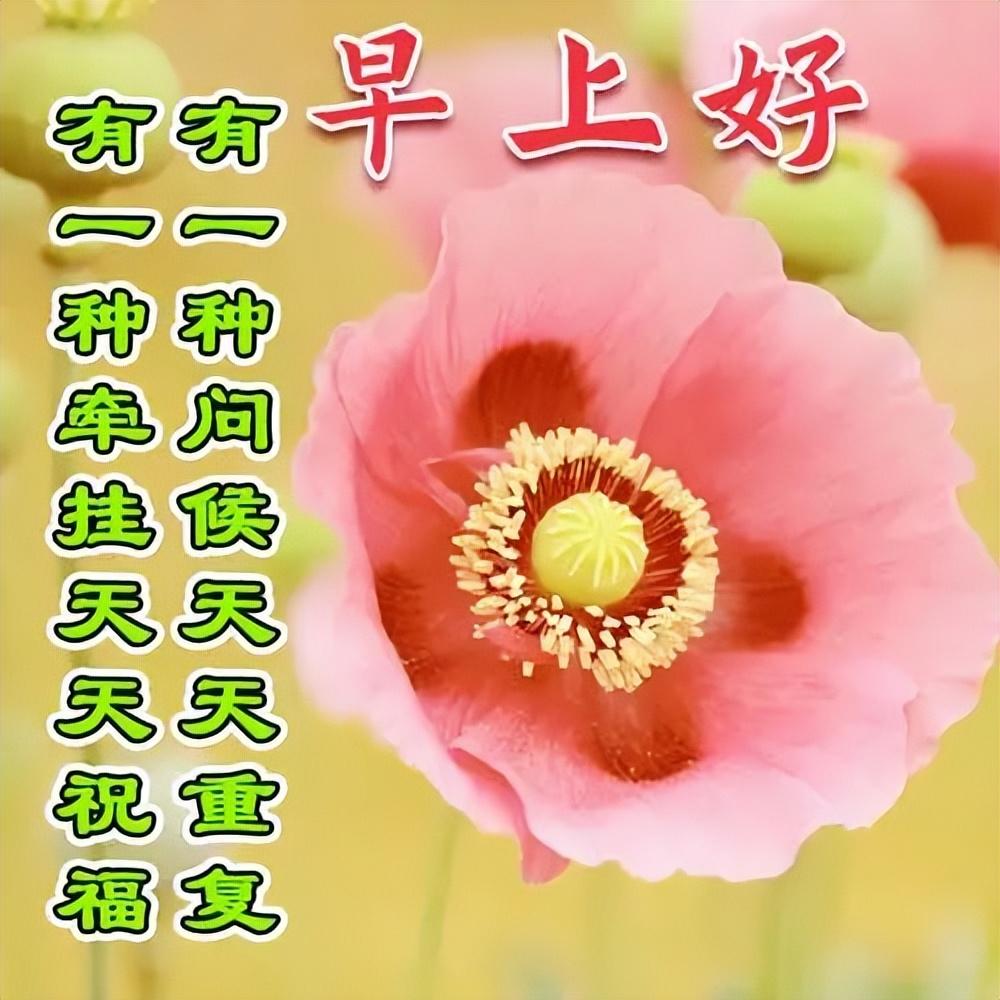 ***新早上好图片新款,新版漂亮的早上好图片祝福 - 玉三网