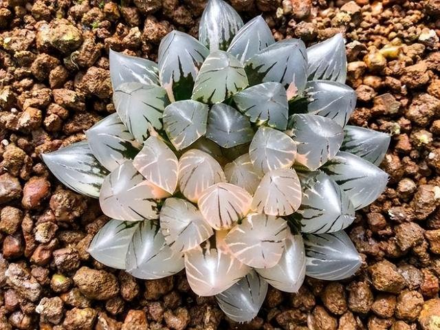 黑肌玉露的养殖和注意事项,黑肌玉露几个品种(那么这"10种普通货")