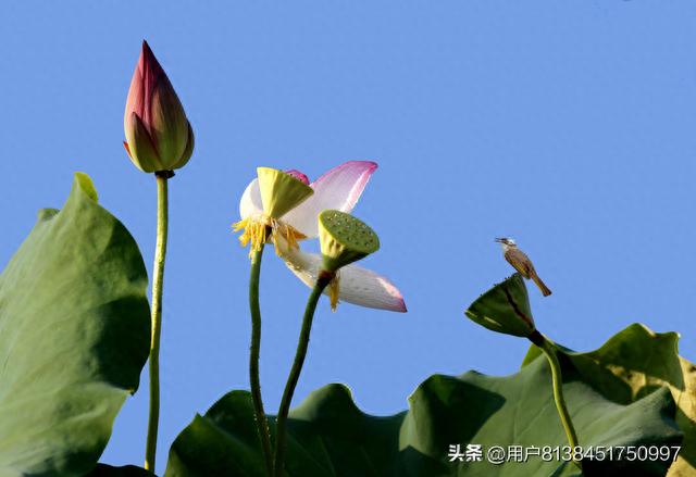 荷花寓意死人，观荷感悟：荷花的象征