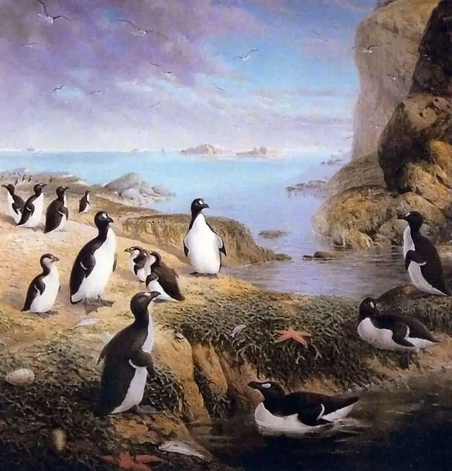 为什么北极没有企鹅，为何北极没有企鹅（其实曾经是有的~）