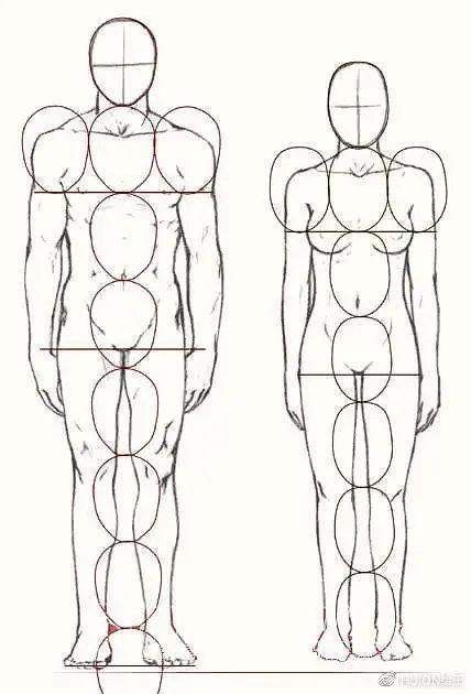 人体各部位的比例是多少(人体结构,动态怎么画)