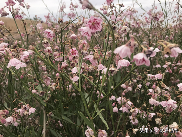 腾格里沙漠攻略，腾格里沙漠旅游攻略（见过腾格里沙漠的一年四季吗）