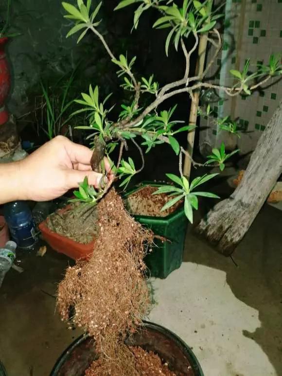 赤楠的养殖方法，赤楠怎么养殖方法（提早预防和积极补救）