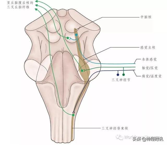 属于膜迷路的结构是，属于膜迷路的结构是蜗管蜗顶（彩图经典版│脑神经和脑神经核解剖）