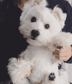 西高地犬多少钱一只，西高地白梗多少钱（有颜有智商的“西高地白梗”）
