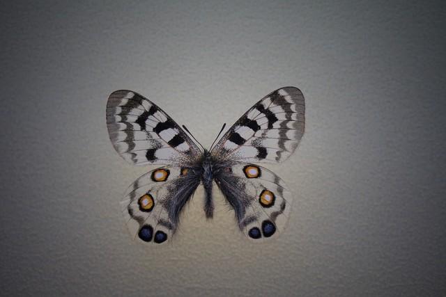 做什么梦说明爱情要来了，什么梦预示真爱到了（爱情魅力追求梦）