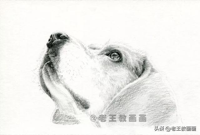 如何画一只狗狗，如何画一只小狗（零基础素描教程，教你画一只狗）