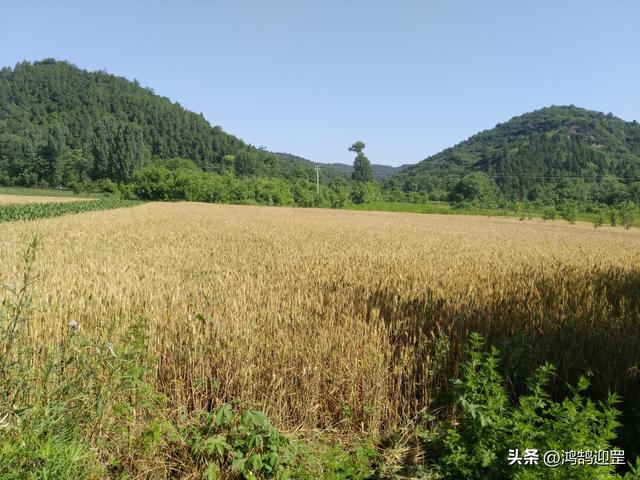 欻这个字什么意思，欻这个字什么意思昂（含义和用法举例）