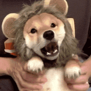 【沙雕狗狗头像】微信，【沙雕狗狗头像】（狗狗沙雕动图表情包 ​​​）