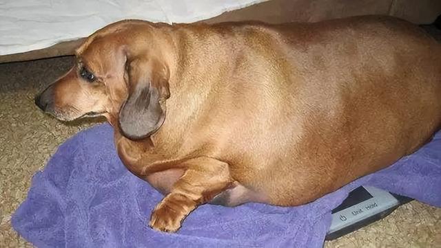 好狗的特征，好狗有什么特征（狗狗有这些“特征”）