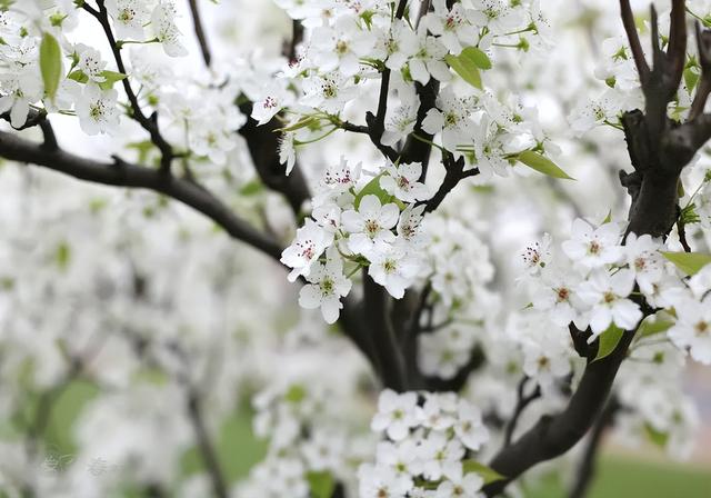 梨花什么时候开,千树万树梨花开是什么季节(古诗词里的梨花)