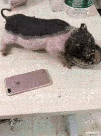 高情商回复别人的羡慕，怎么幽默回复别人羡慕（“男生最顶不住女生叫他什么）