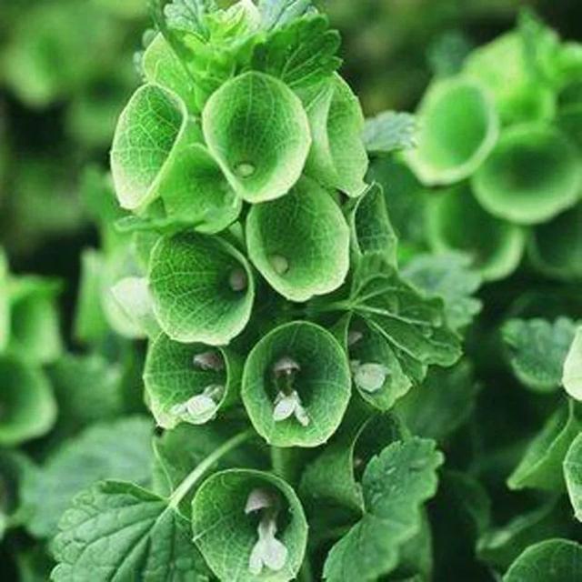 绿色的花有哪些，开绿色花的是什么兰花（ 绿叶常见绿花不常见）