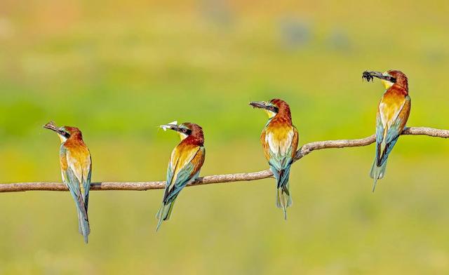 黄喉蜂虎最早什么年代出现的，黄喉蜂虎