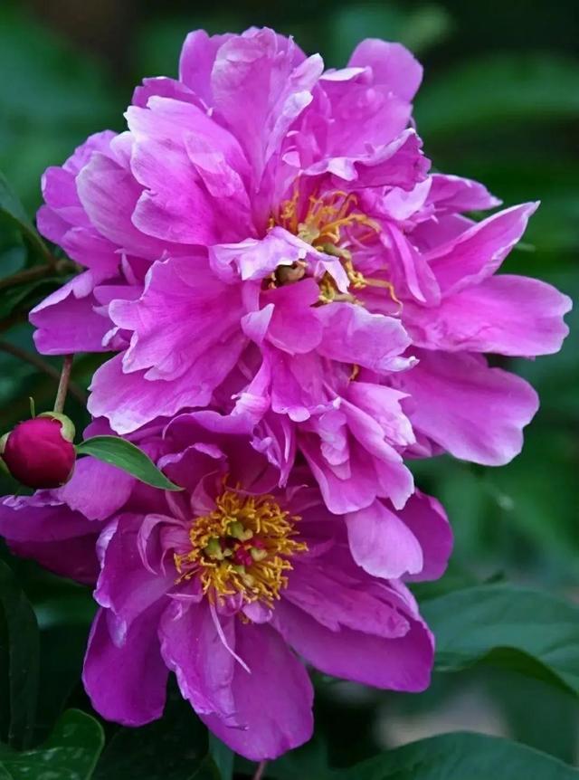 繁花似锦下一句是什么，一路繁花似锦下一句是什么（美醉你的心田）