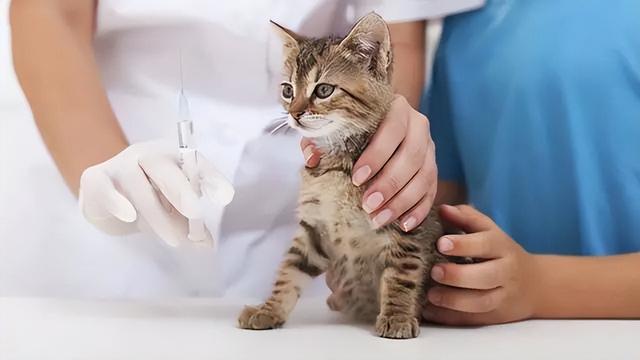 猫咪狂犬疫苗多久打一次，猫狂犬疫苗多久打一次（猫咪要不要打狂犬疫苗）