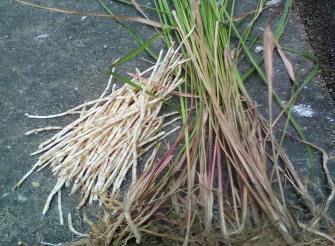 35.麦蒿又叫刺菜.34.