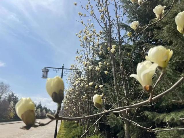 遇见最美的小镇，去针灸小镇赴一场玉兰之约~