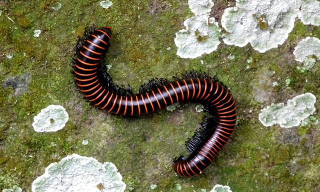 昆虫类有哪些动物，昆虫的天敌有哪些动物（农村常见的十二种虫子）