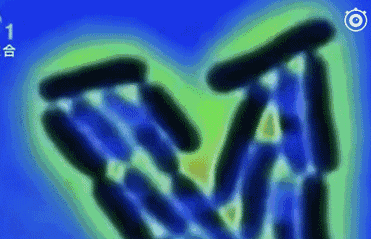 原核细胞都是单细胞生物吗，病毒是单细胞生物吗（而新发现的这种细菌却可以长到2cm）