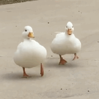 沉迷学习日渐消瘦，搞笑/头像/沉迷学习,日渐消瘦.微信（表情包/沉迷学习）