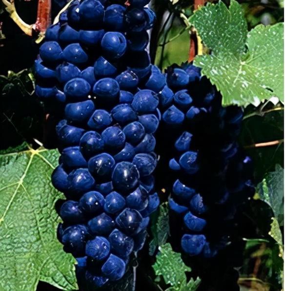 葡萄品种大全，十大葡萄品种（八个最贵的葡萄品种介绍）