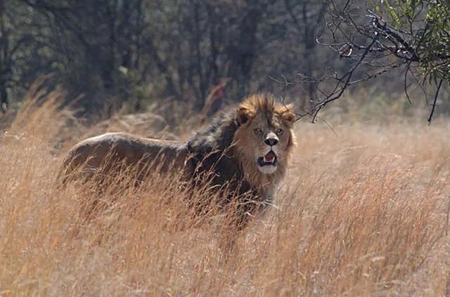 关于蛇的电影有哪几部，关于蛇的电影有哪几部分（评分最高十大怪兽电影）