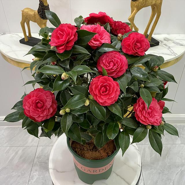 代表富贵吉祥寓意的花,代表富贵吉祥寓意的花朵(到底哪些花是"招财"花