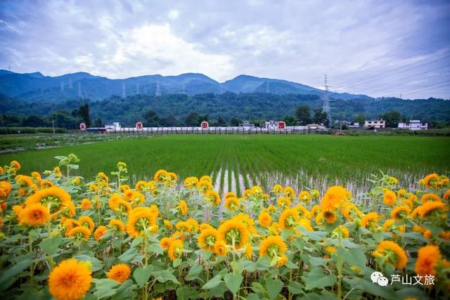 双节同庆旅游攻略，玩转芦山·游，双节去哪儿玩