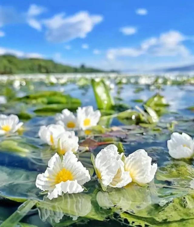 水性杨花是什么意思，海菜花为啥叫水性杨花（与“水性杨花”来场美妙的邂逅吧）
