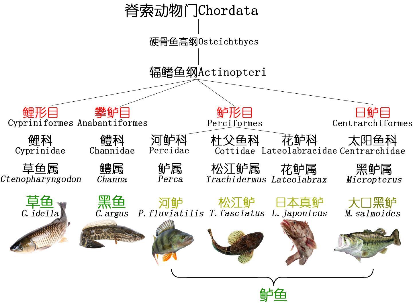 斑鳢与乌鳢的区别有哪些，那鱼那菜——探索酸菜鱼好吃的秘密