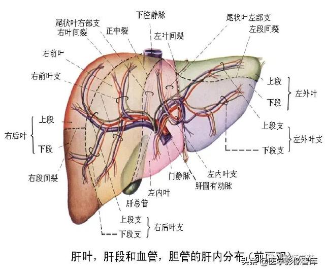 肝区s5的位置示意图图片