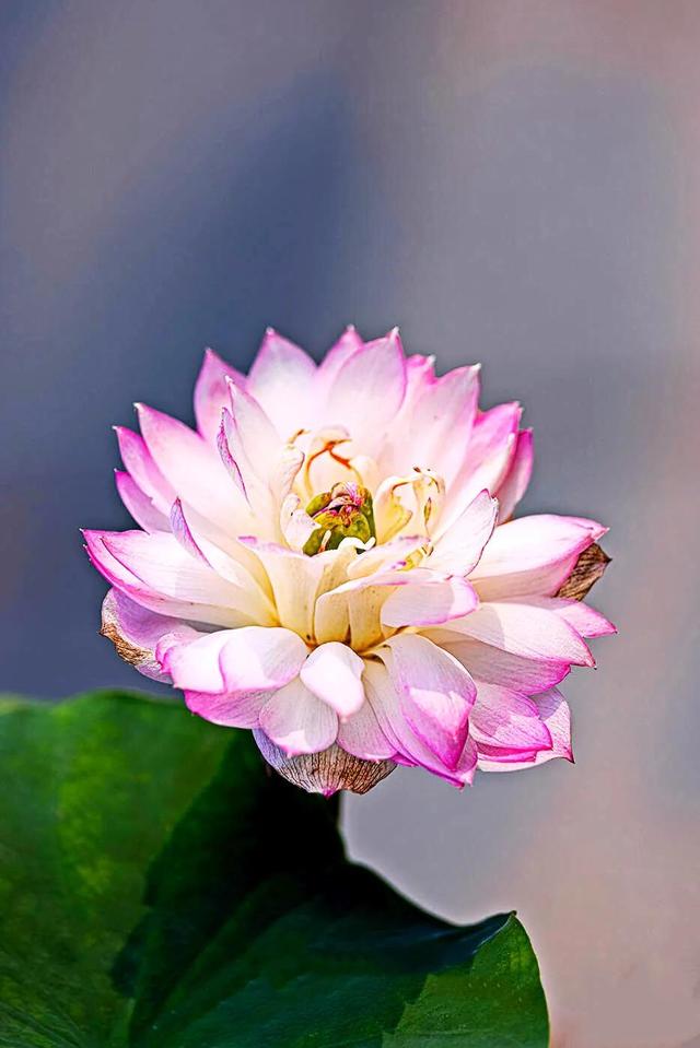 夏天荷花的描写，描写夏天荷花的景色（夏日荷花別样美）