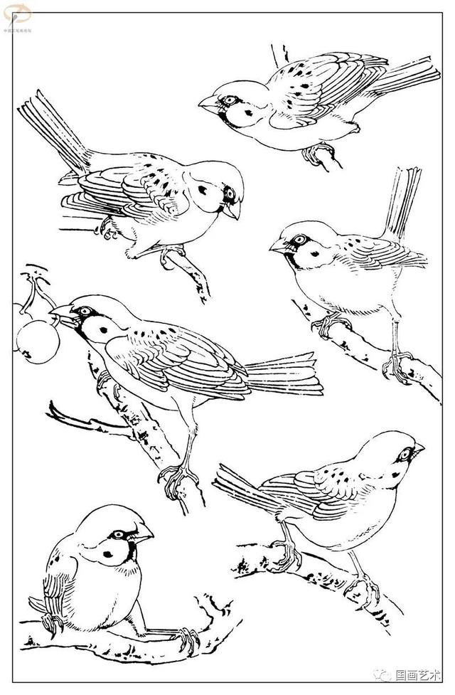 火的简笔画图片，火焰怎么画简笔画图片（画鸟参考——白描麻雀百图）