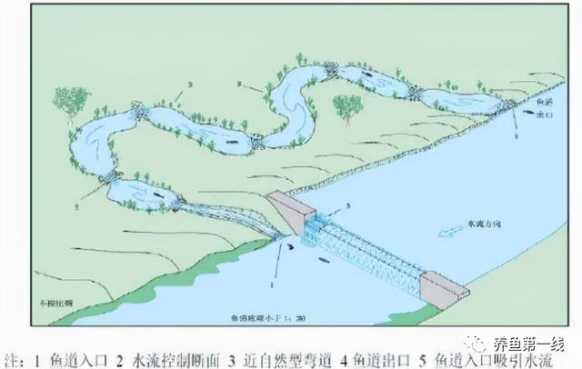 为什么兴建水坝时要留鱼道，河道能够修坝蓄水吗（低水头水利枢纽过鱼通道构建技术）