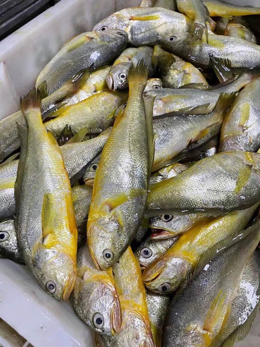 大黄鱼价格(广东珠海渔民意外捕到6斤野生大黄鱼) - 去钓鱼