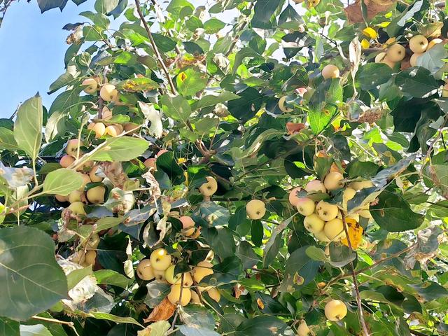 沙果饮品的做法，沙果饮品的做法和配料（沙果——割不断的乡愁之五）