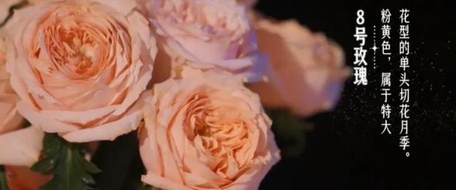 19支玫瑰是什么意思，19支玫瑰代表什么（19朵玫瑰花表示什么）