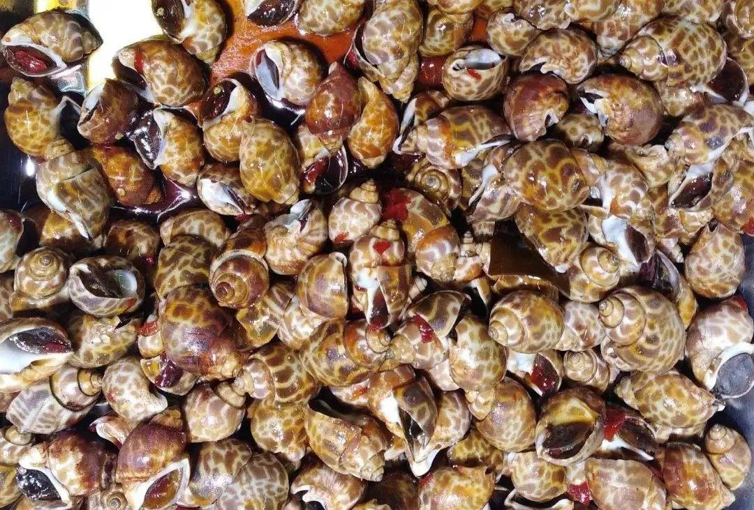 东风螺"脱壳"!不少养殖场中招,别到大量感染,才想起来治疗