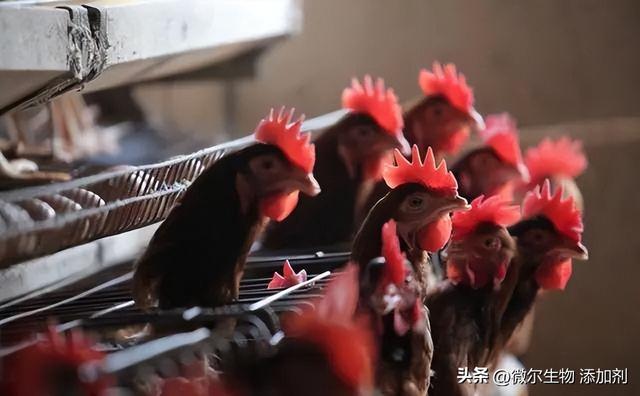 农村养牛技术和饲养方法，如何科学养牛技术（掌握正确养鸡的方法）