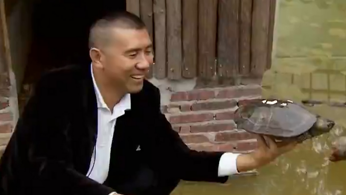 2012年正宗金钱龟市场价曝光：稀有品种单只售价惊人，收藏投资价值备受关注