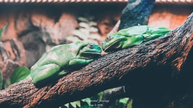 什么是具足虫，具足虫平安名堇（窥探奇异生物的世界）