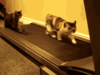 公猫不绝育的危害，公猫绝育的坏处（公猫“绝育”和“不绝育”的区别）