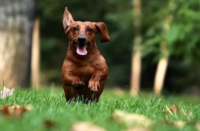 狗一般能活多久，猫和狗一般能活多久（这几种狗寿命很长）