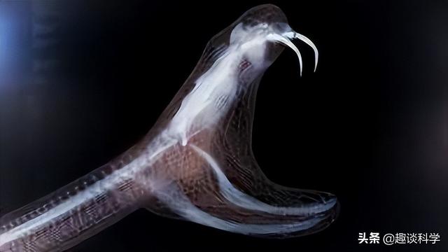 属蛇33岁鬼门关，属蛇2022年婚变（七旬老伯被追咬）