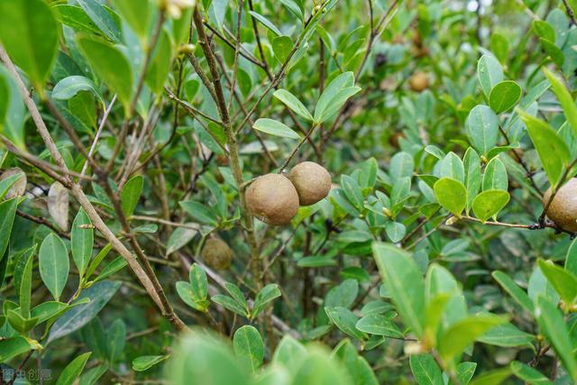 山茶油可以炒菜吗，山茶油炒菜的危害（听说茶油吃多了不好）