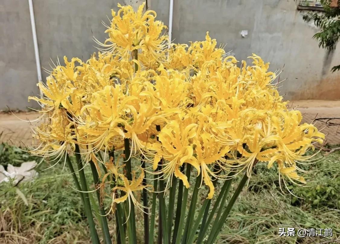 龙爪花的功效与作用(人称) - 行就行