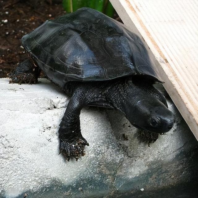 宠物乌龟起什么名字好，浅谈常见宠物乌龟种类-新手饲养篇